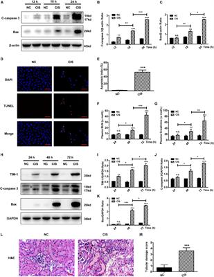 SIRT1 Mediates Effects of FGF21 to Ameliorate Cisplatin-Induced Acute Kidney Injury